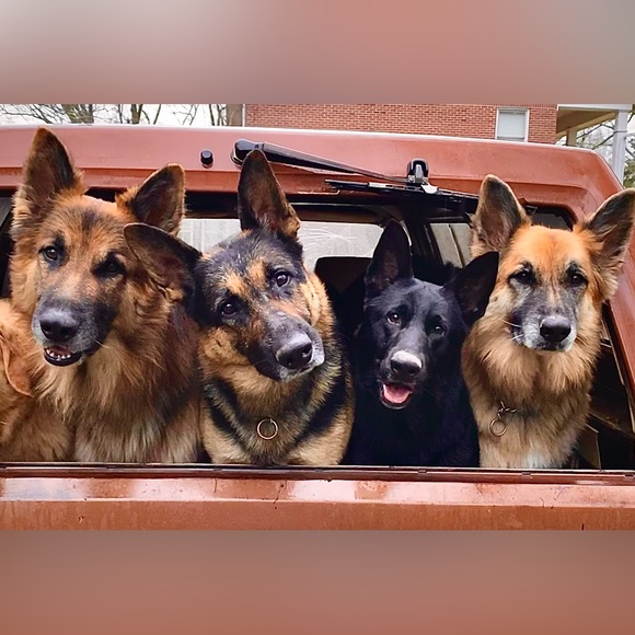 Meet your Posher, Laney - Picture 3 of 5